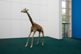 Katrin Schilling  Photography